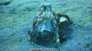Octopus by Helen Hansen 